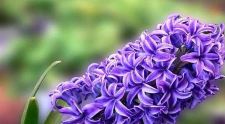 风信子的花语与传说（迷人的风信子）