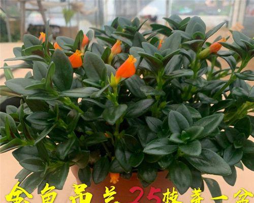 金鱼吊兰花的寓意与养护技巧（传承古老文化）