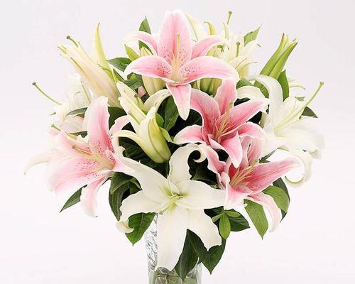 百合花的象征意义及文化价值（解读百合的深刻内涵与美丽传说）