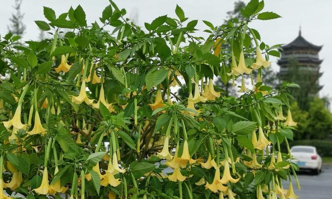 曼陀罗花语及其象征意义（探索曼陀罗花的神秘花语）