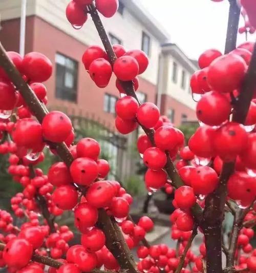 红果花语与寓意之美（花开红果）