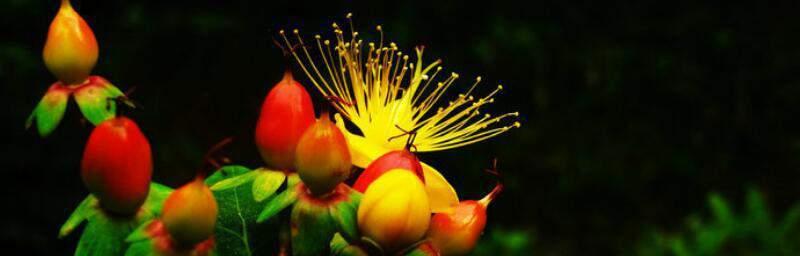 红果花语与寓意之美（花开红果）