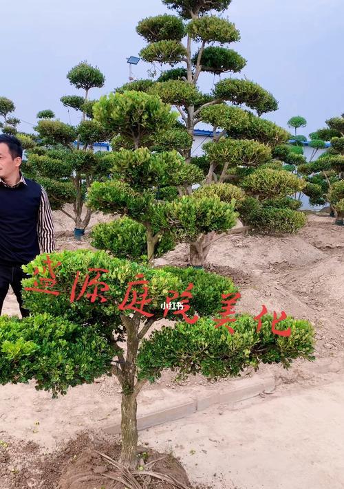 黄杨树北方种植的可行性研究（探讨黄杨树在北方生长的适应性和关键因素）
