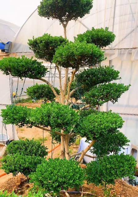 黄杨树的耐寒程度（寒冷地区适合种植的优秀观赏植物）