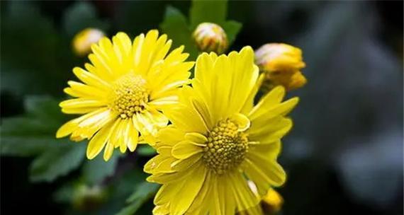 以黄菊花代表的象征意义（探寻黄菊花的花语与文化内涵）