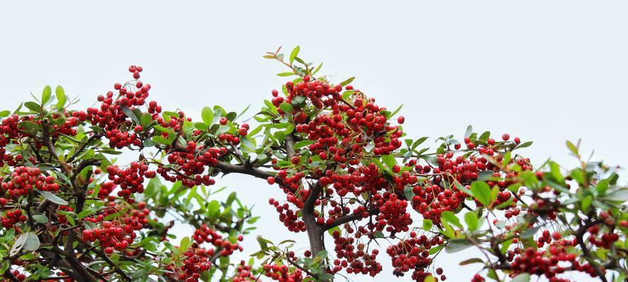 火棘果实毒性解析（了解火棘果实的危害与防范措施）