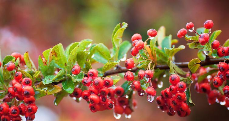 火棘果实毒性解析（了解火棘果实的危害与防范措施）