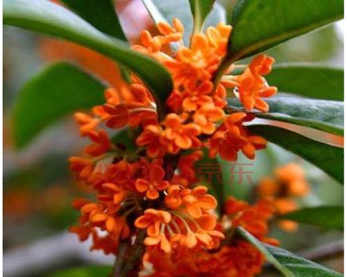 金桂花开的时节与寓意（金桂花开的季节）