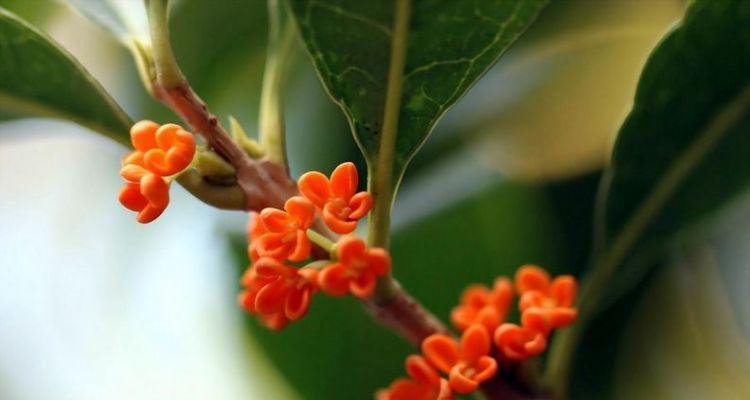 金桂花开的时节与寓意（金桂花开的季节）