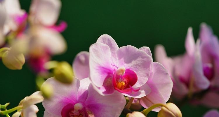 兰花的花语与寓意（探索兰花的深刻寓意）