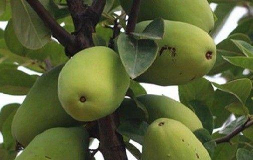 木瓜籽的神奇功效与作用（发现健康之宝——木瓜籽）