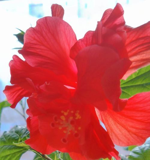 木菊养护全指南（轻松掌握木菊开花技巧）