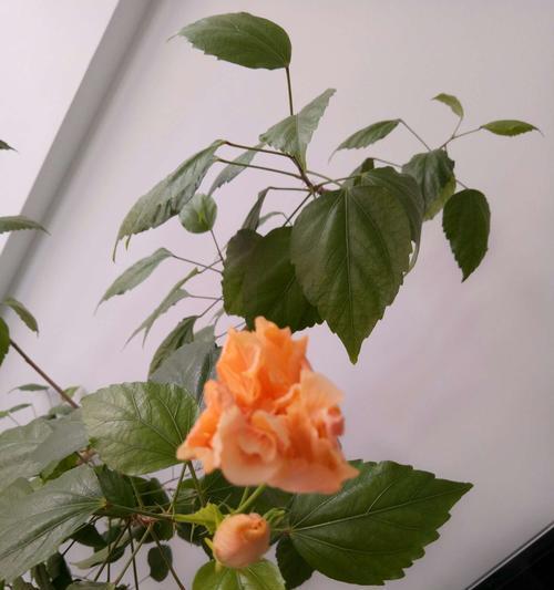 木菊养护全指南（轻松掌握木菊开花技巧）