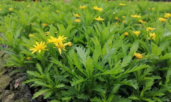 木菊养护全指南（轻松掌握木菊开花技巧）