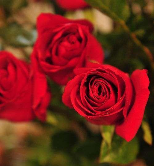 花语玫瑰，两朵花的情感世界（深入探索玫瑰花的象征意义）