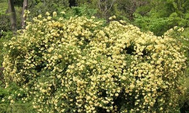 木香花是否有香味（科学家对木香花的研究结果揭晓）