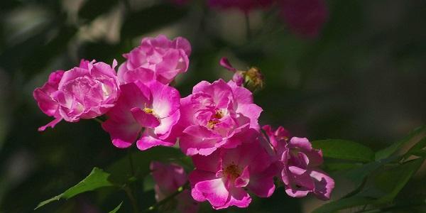 澳洲野蔷薇花语（探索澳洲野蔷薇的花语之美）
