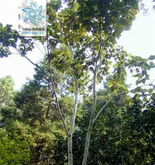 探索木材工艺之硬质树种（从种类到应用）