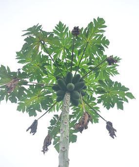 木爪树（探索木爪树的成长之谜）