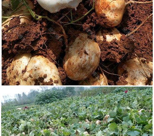 种植牧马山地瓜的最佳时间（掌握生长规律）