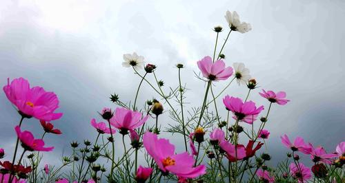 白色波斯菊的花语与美丽（探寻白色波斯菊的花语和美丽之源）