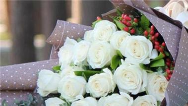 白色玫瑰花花语（探寻白色玫瑰花的花语）