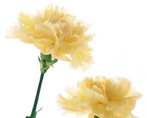 白色康乃馨的花语与寓意（用花语传递纯洁与祝福）