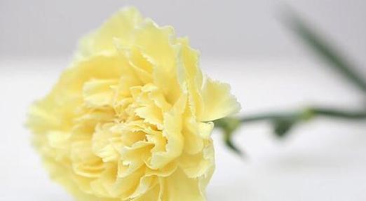白色康乃馨的花语与寓意（用花语传递纯洁与祝福）