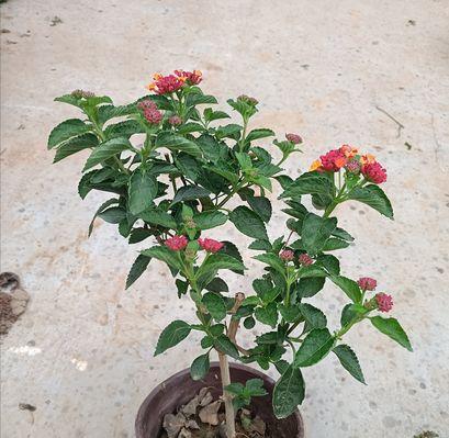 耐热耐晒的花卉，让花园更美丽（打造适合夏季生长的花园）