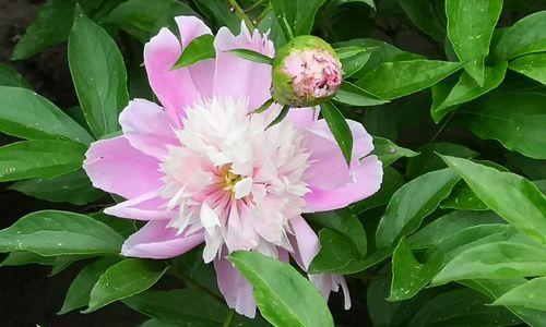 白芍药花语与美好生活（白芍药的花语意义和象征）