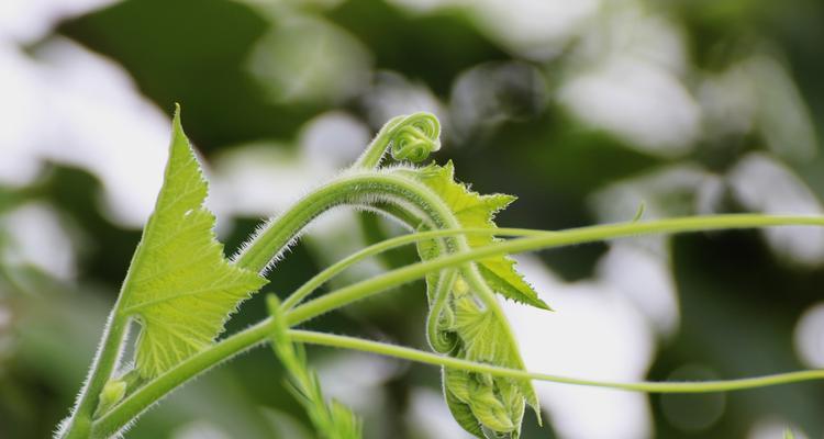 南瓜是藤本植物吗？属于什么科植物？——南瓜植物的分类