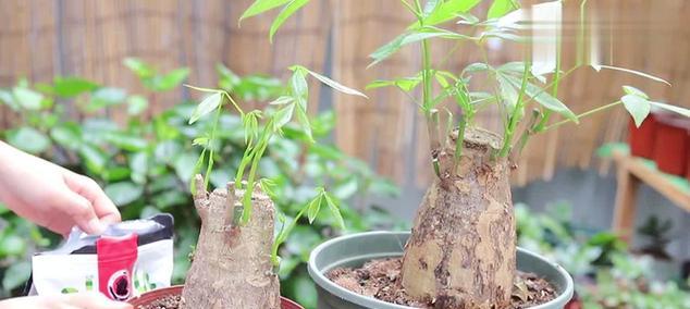 南天竹下山桩养护指南（学会这些方法）