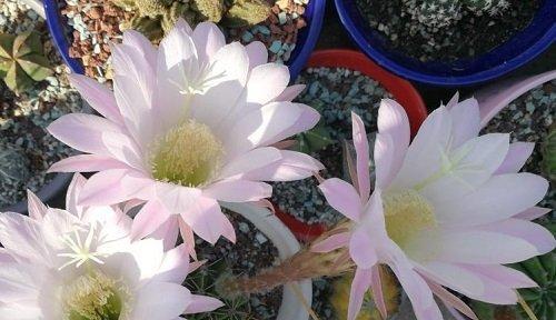 仙人掌的花期和持续时间（探究仙人掌花的奥秘）