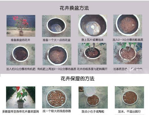 仙人掌扦插全攻略（时间、方法、注意事项全都告诉你）