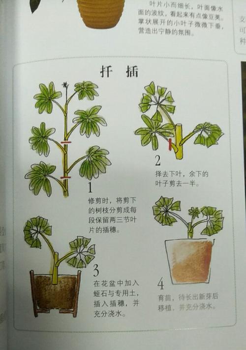 仙人掌扦插全攻略（时间、方法、注意事项全都告诉你）