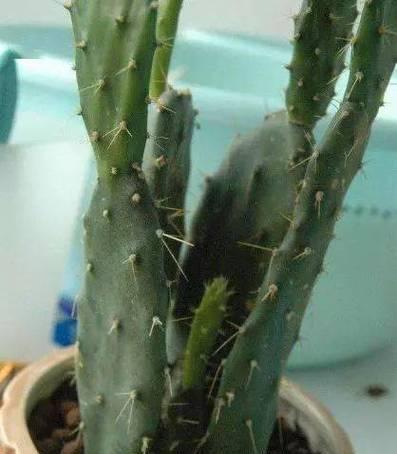 仙人掌养护指南（浇水方法与注意事项）