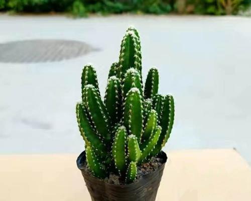 仙人指开花周期（探讨仙人指花期）