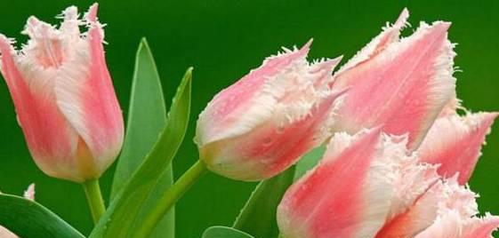 郁金香花语之美——探索花语的奥秘（一朵花开）