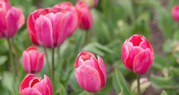 郁金香花语之美——探索花语的奥秘（一朵花开）