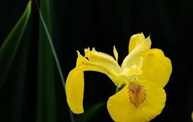 鸢尾花（揭开鸢尾花的神秘面纱）
