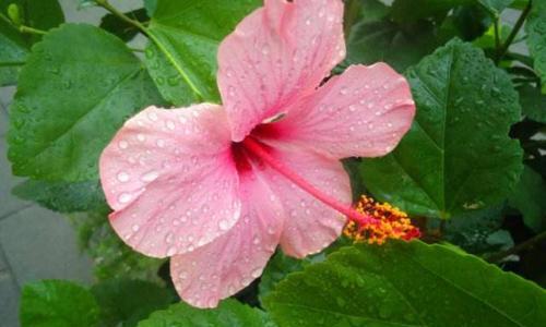 朱槿花花语——花开花落之间的情愫（朱槿花花语的含义及传承）