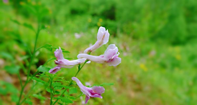 紫堇花的传说与花语（探寻紫堇的神秘之美）