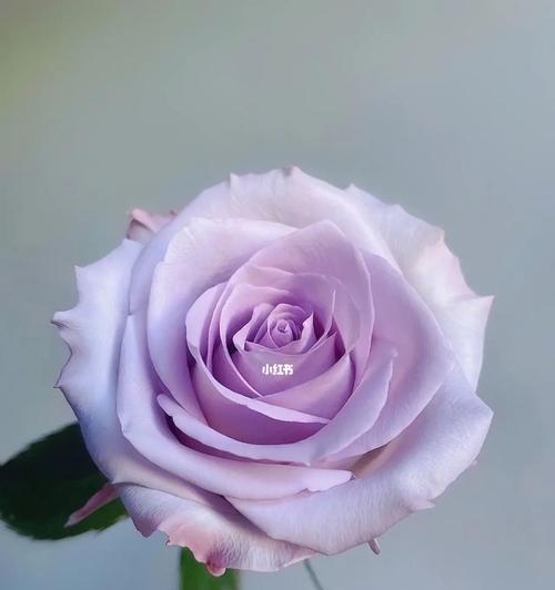 紫色玫瑰的花语与象征（深紫色玫瑰传递着神秘与浪漫）