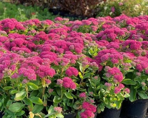 八宝景天花语——传递生机与繁荣（以花开为证）