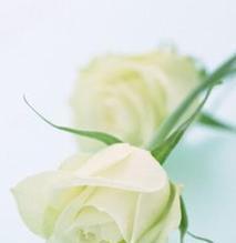 白玫瑰的花语——爱与纯洁（探寻白玫瑰花的花语之美）