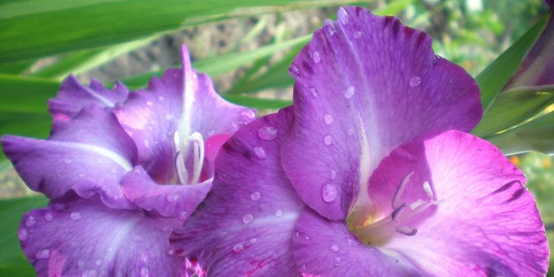 花开寓意（以鲜花的花语表达真挚情感）