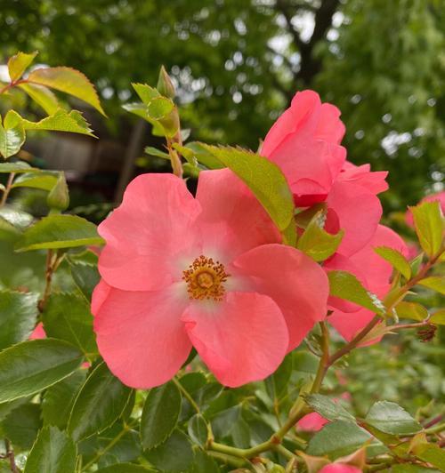 月季花的花语与寓意——美丽绽放的花朵散发着爱与希望（了解月季花的花语和寓意）