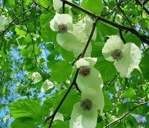 和平之花（以花朵为媒介）