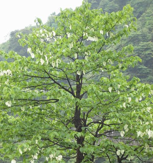 和平之花（以花朵为媒介）