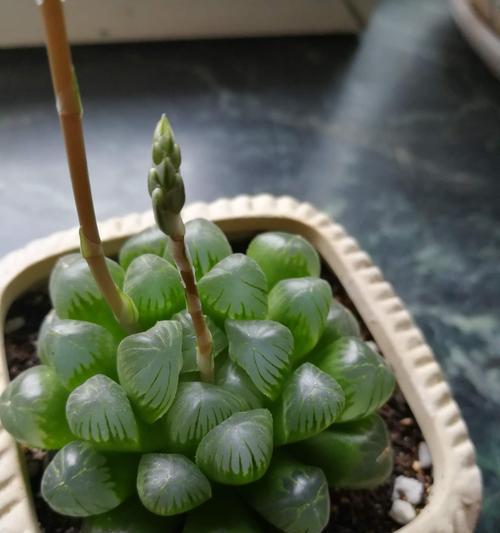 以玉露开花，生命之美轻盈绽放（探寻玉露开花的象征意义）